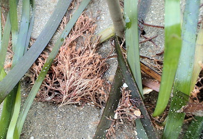 Cradoscrupocellaria reptans