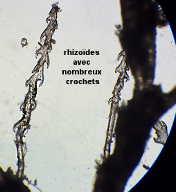 Cradoscrupocellaria reptans