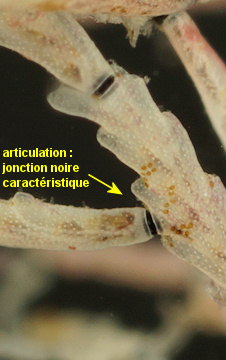 Crisia denticulata