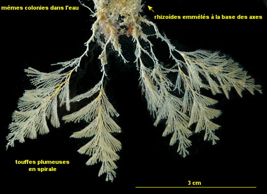 Crisularia plumosa