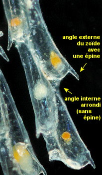 Crisularia plumosa