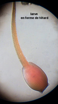 Dendrodoa grossularia