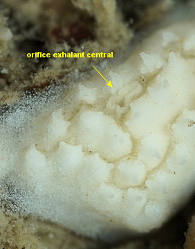 Didemnum maculosum