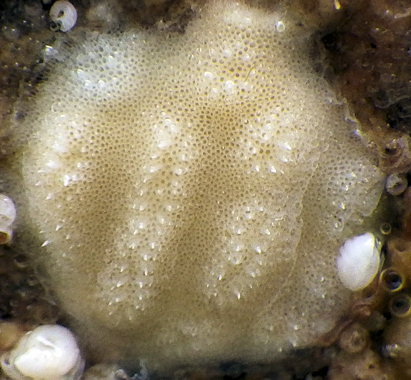 Disporella hispida