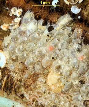 Escharella labiosa