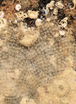 Escharella variolosa