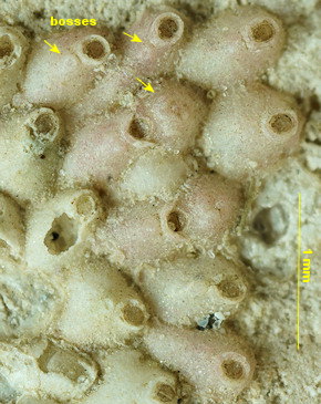 Escharina johnstoni