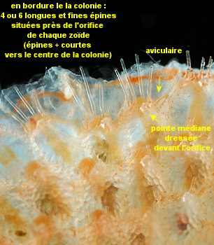 Escharoides coccinea