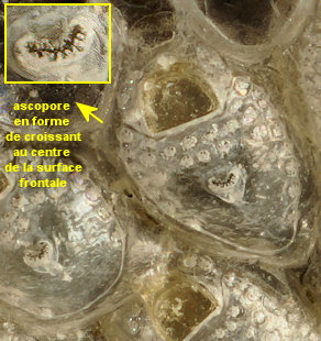 Fenestrulina delicia