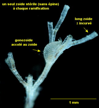 Filicrisia geniculata