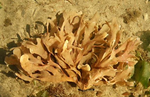 Flustra foliacea