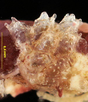 Haplopoma bimucronatum