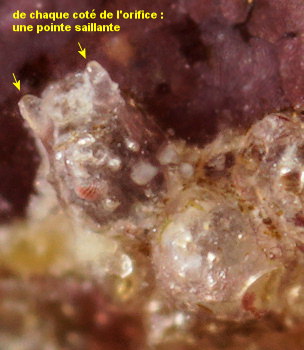 Haplopoma bimucronatum