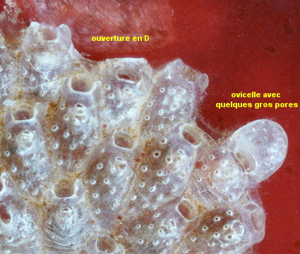 Haplopoma bimucronatum