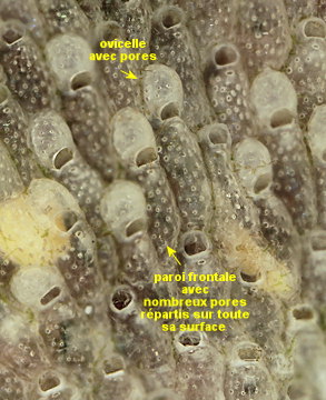 Haplopoma graniferum