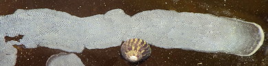 Membranipora membranacea