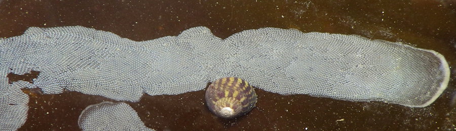 Membranipora membranacea