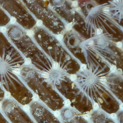 Membranipora membranacea