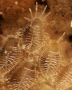 Membraniporella nitida