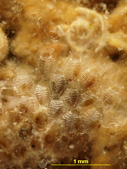 Membraniporella nitida