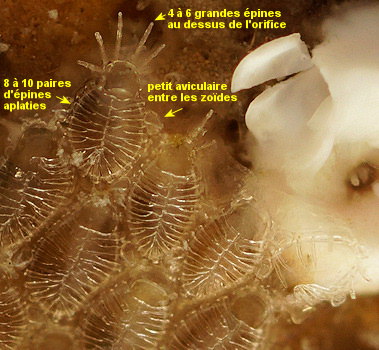 Membraniporella nitida