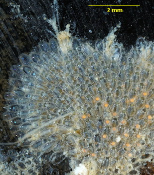 Membraniporella nitida