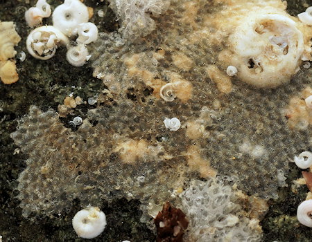 Microporella ciliata