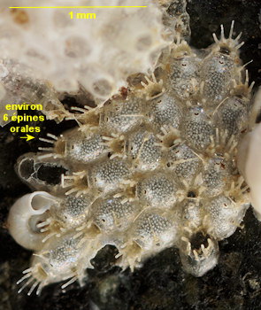 Microporella ciliata