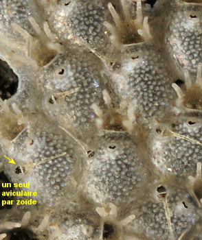 Microporella ciliata