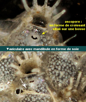 Microporella ciliata