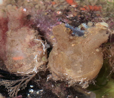 Molgula manhattensis