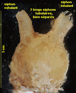 Molgula manhattensis