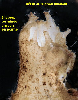 Molgula manhattensis