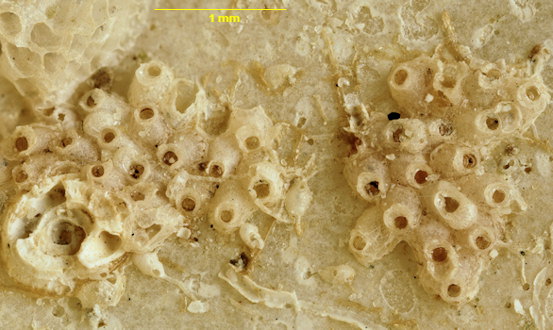 Neolagenipora collaris