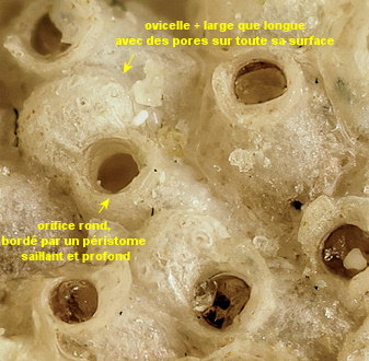 Neolagenipora collaris