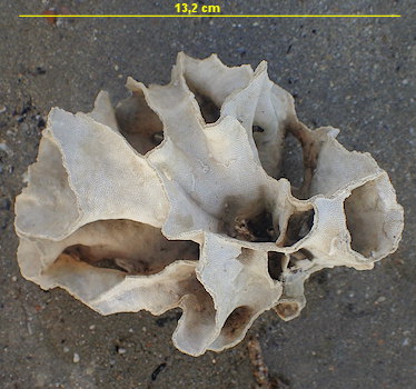 Pentapora foliacea