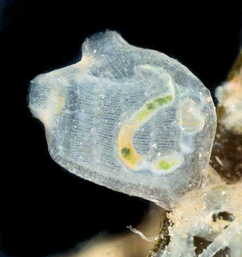 Perophora listeri