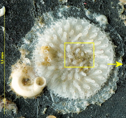 Plagioecia sarniensis