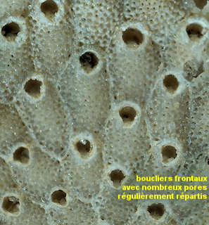 Prenantia cheilostoma