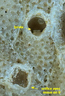 Prenantia cheilostoma