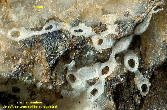 Pyripora catenularia