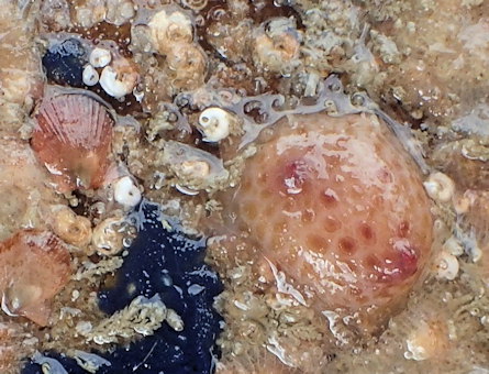 Pyura tessellata