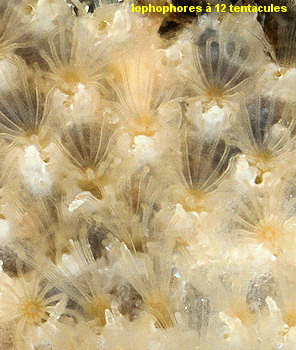 Rhynchozoon bispinosum