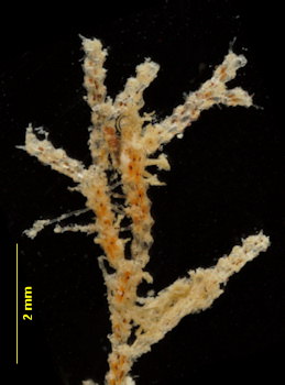 Scrupocellaria scrupea
