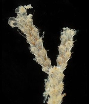 Scrupocellaria scrupea