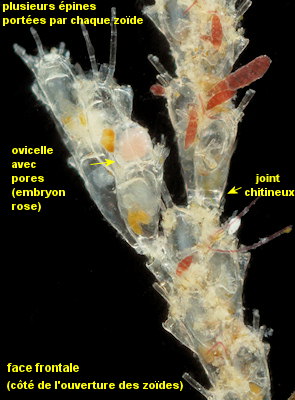 Tricellaria inopinata