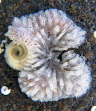 Tubulipora