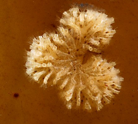 Tubulipora