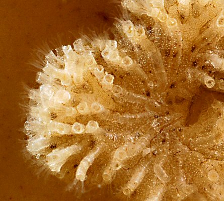 Tubulipora