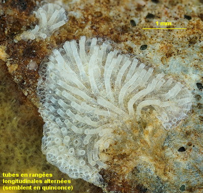 Tubulipora aperta